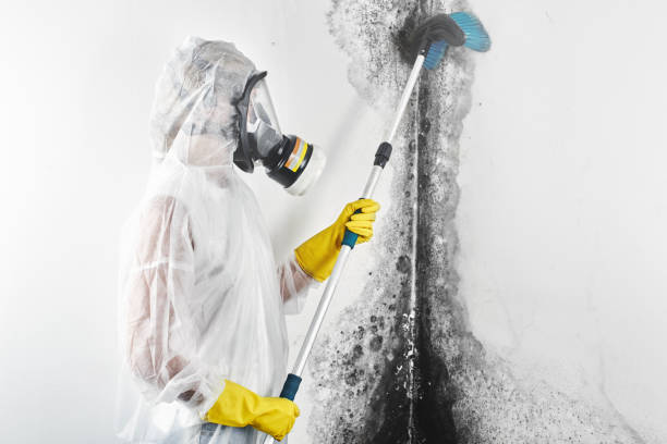 Best HVAC Mold Inspection and Cleaning  in Stevensville, MD