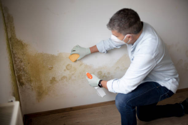 Best Biohazard Mold Removal  in Stevensville, MD