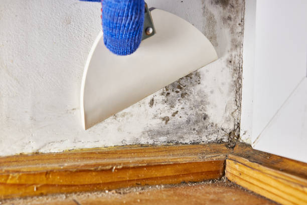 Best Residential Mold Inspection & Testing  in Stevensville, MD